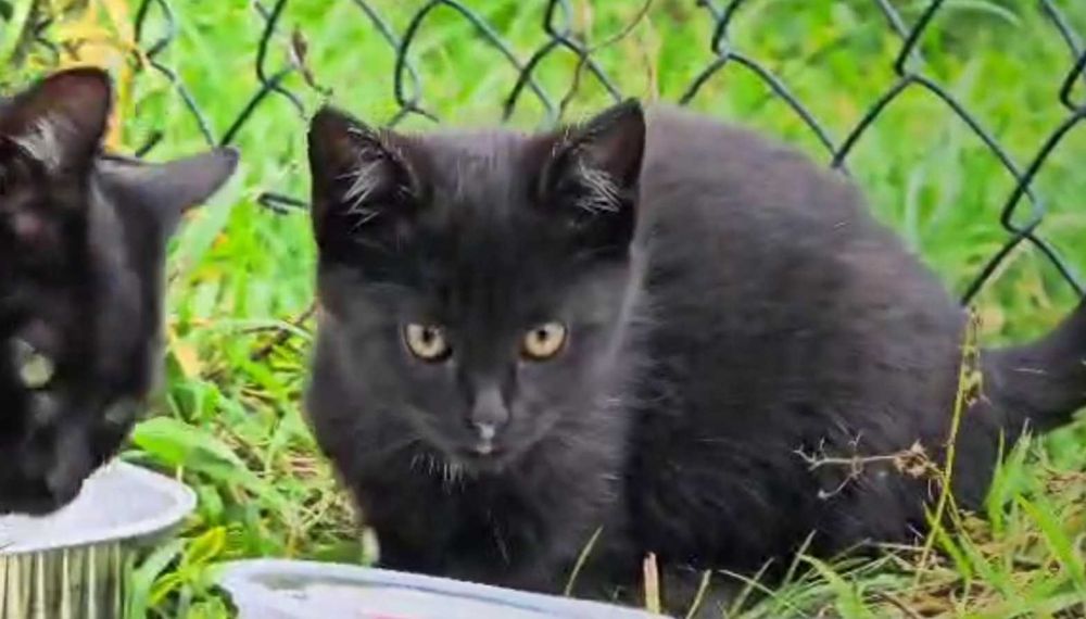 Do oddania małe kotki