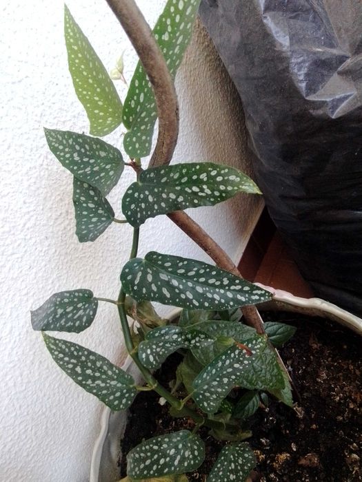 Planta begónia para transplantar.