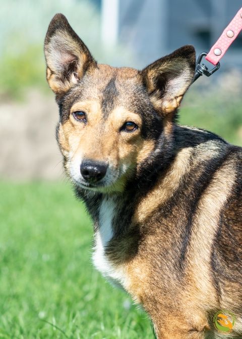 Cynamonka przemiła sunia do adopcji