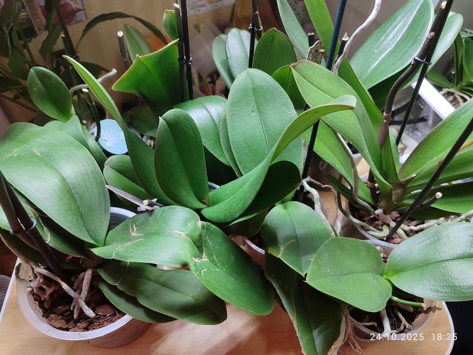 Орхідеї відцвіташки