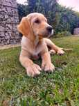 Golden Retriever szczeniak