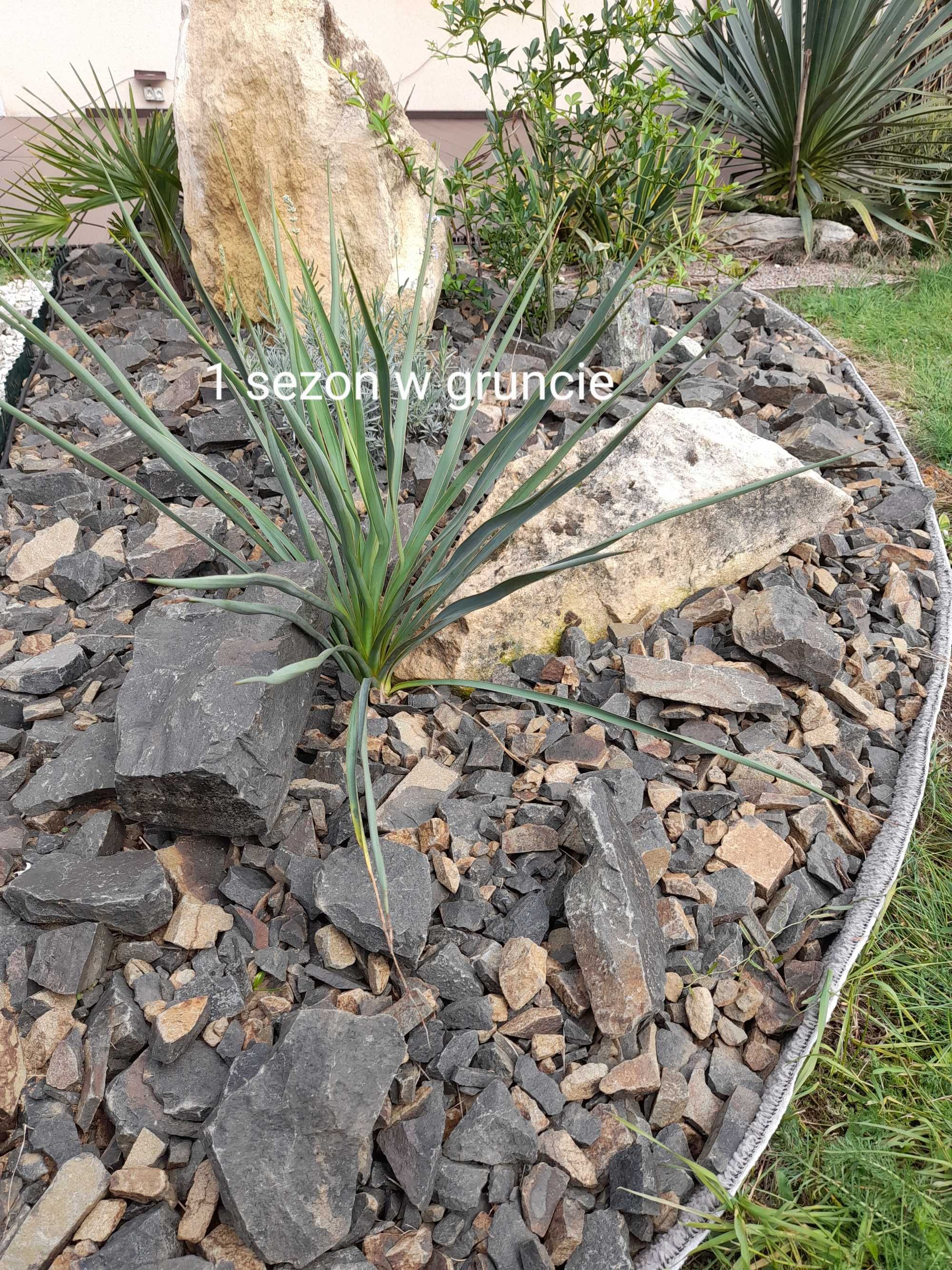 JUKA Yucca tworząca pień mrozoodporna -26 hybrydy szybkorosnąca