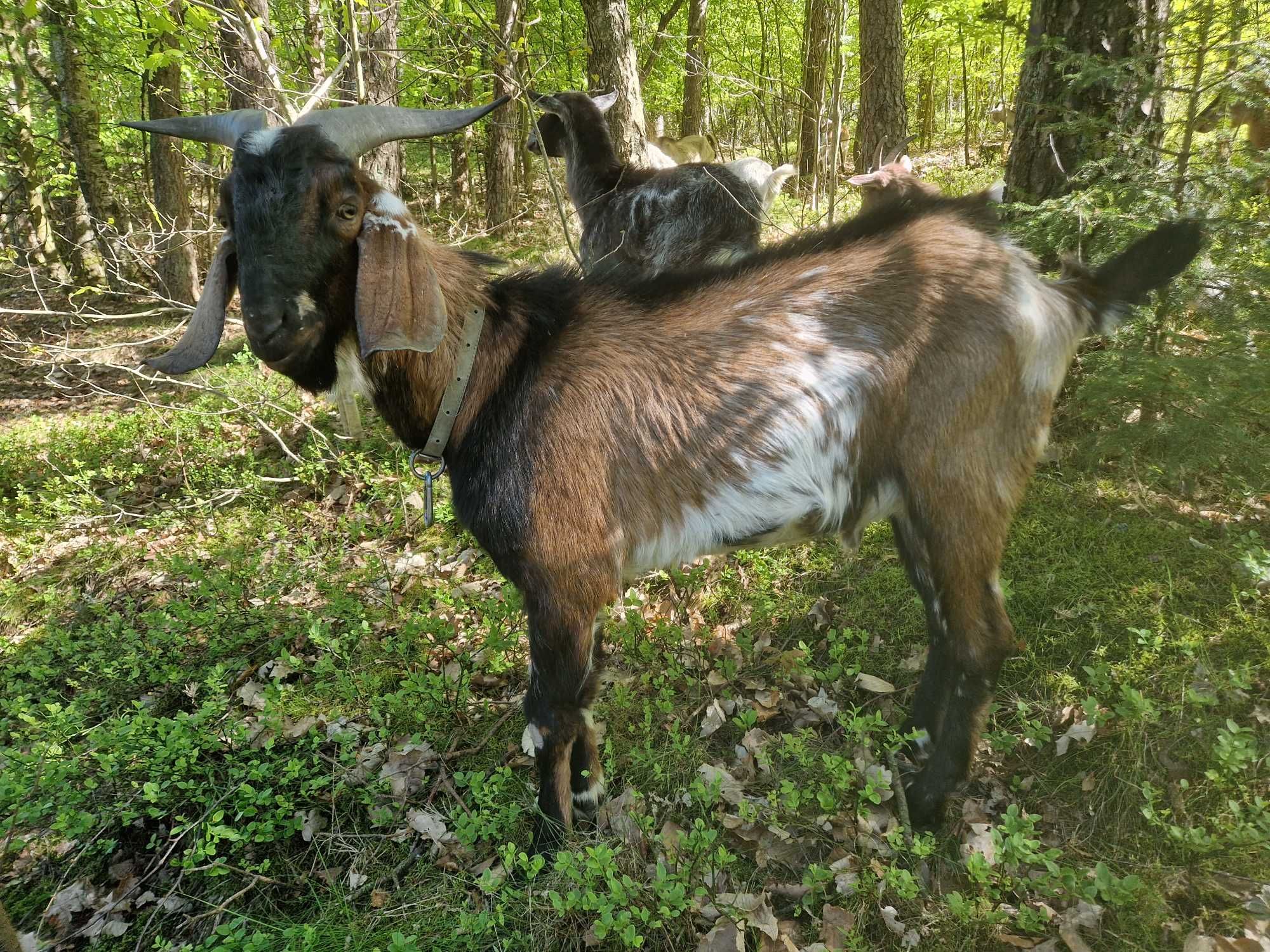 Koził do krycia po mlecznej matce.