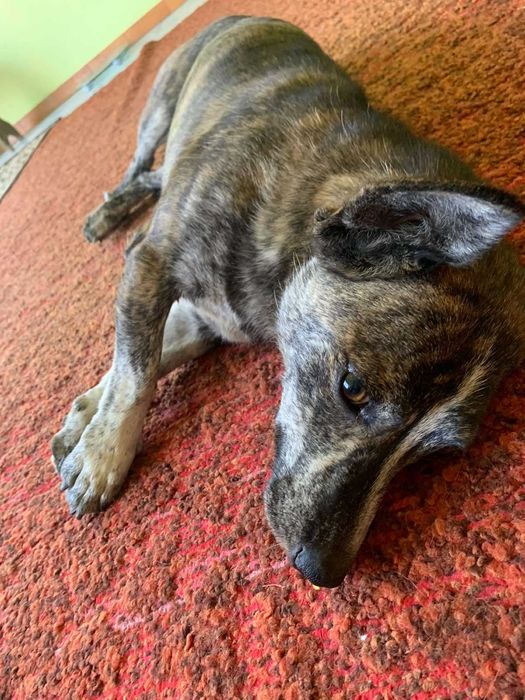 Стерилізована Рися в добрі руки