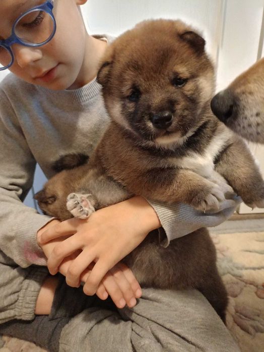 Shiba inu FCI szczeniaczki rezerwacja