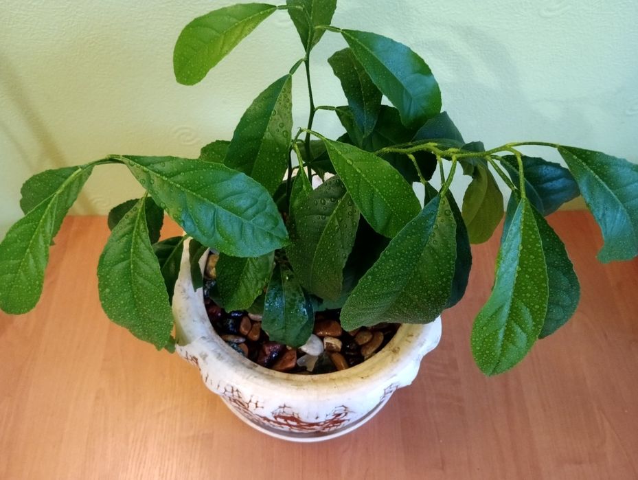 Лимоное дерево продам