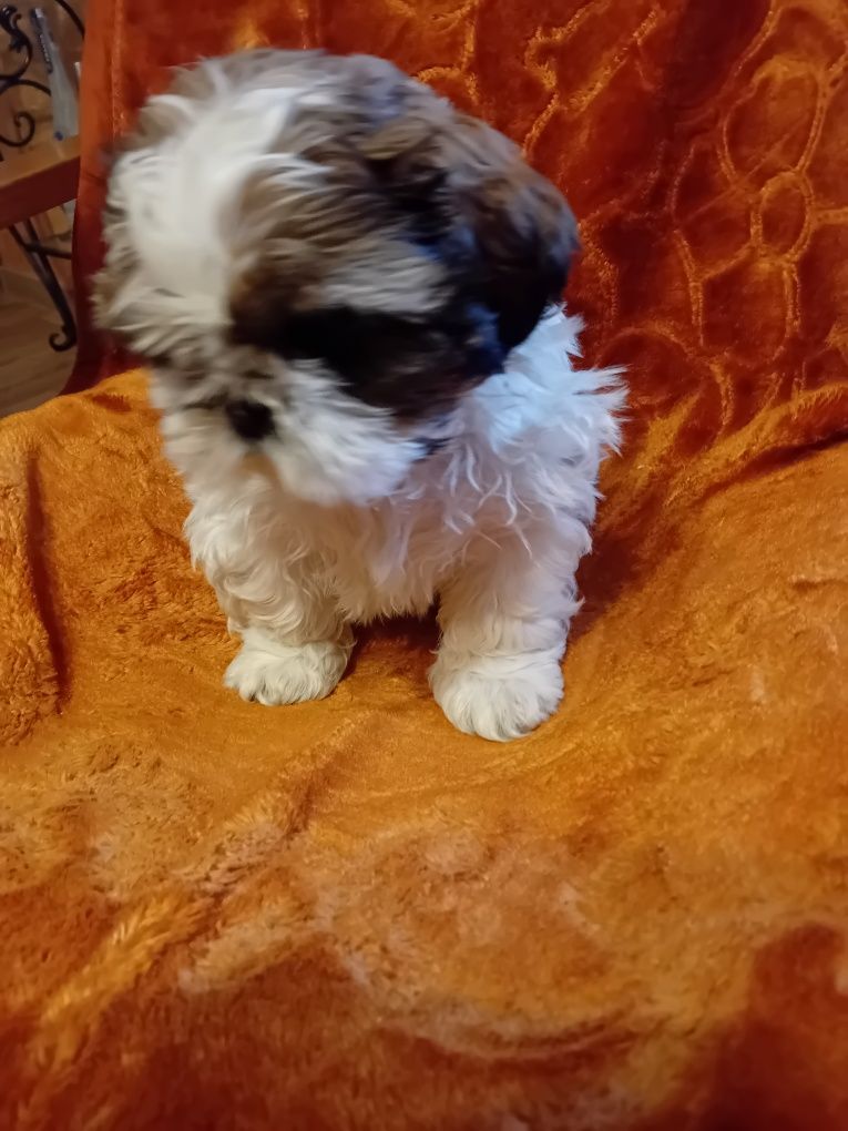 Shih-tzu szczeniak bicolor
