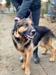 Wilson piekny owczarek niemiecki do adopcji