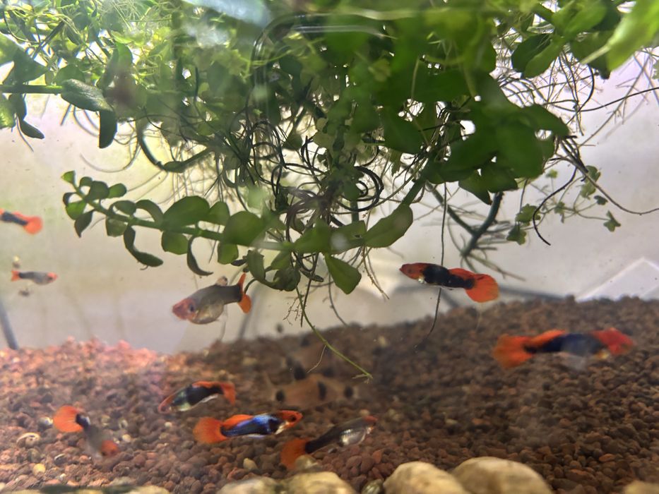 Rebki gupik Koi tuxedo