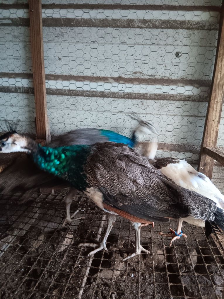 Patos ornamentais 2025
