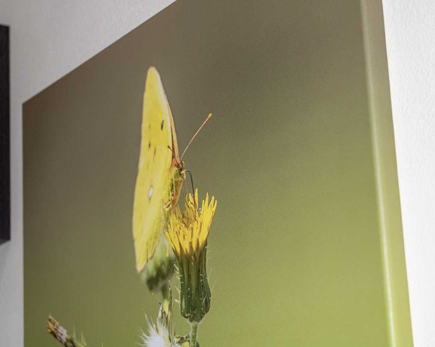 Telas fotográficas de natureza para decoração (várias dimensões)