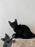 Gatinhos bebés pretos