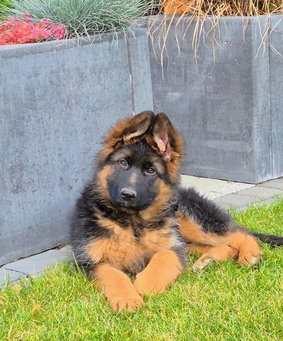 Owczarek Niemiecki Długowłosy ZKwP FCI