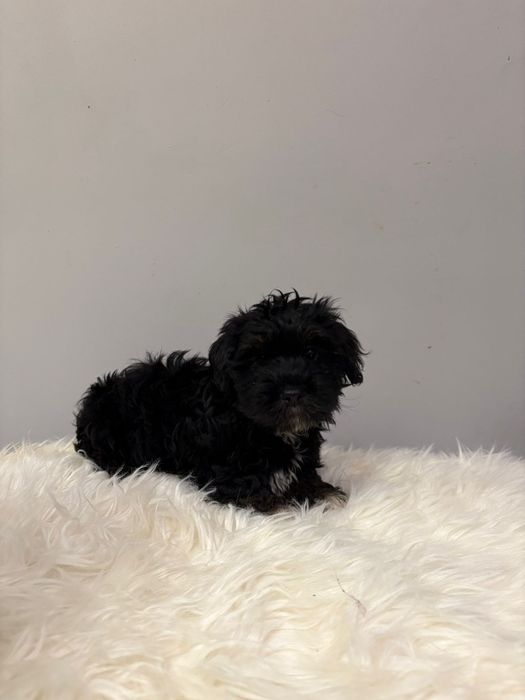 Piękny piesek-Ziomek