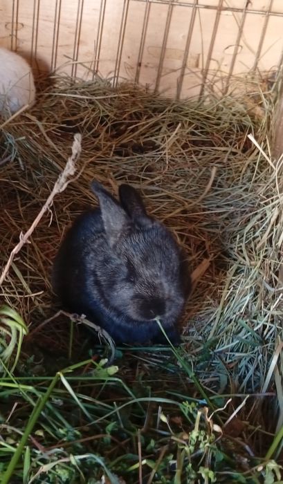 Króliki  króliczki samce i samiczki Sprzedam!