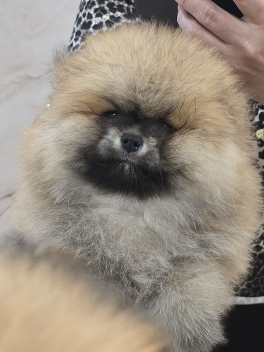 Szpic miniaturowy pomeranian