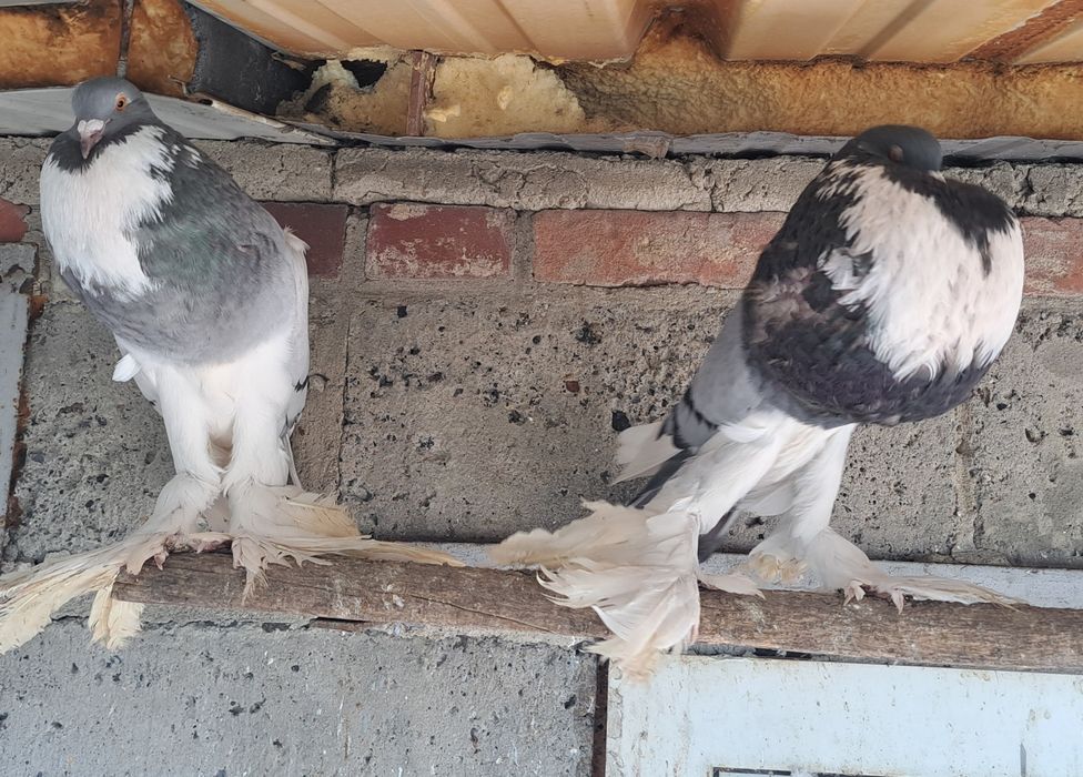 Garlacze pomorskie para garlacz pomorski