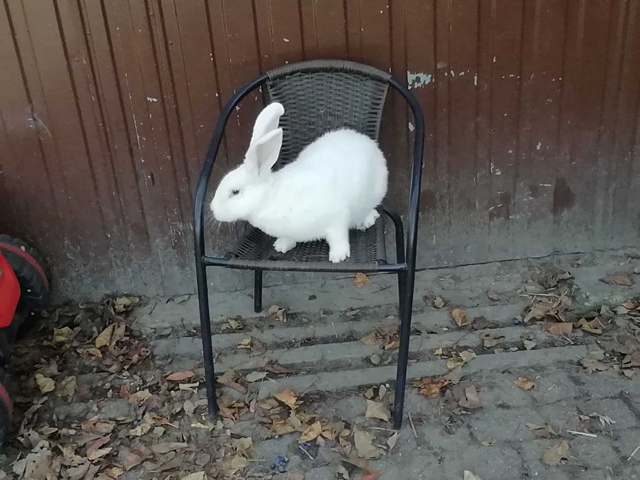 Króliki mieszańce i belgi