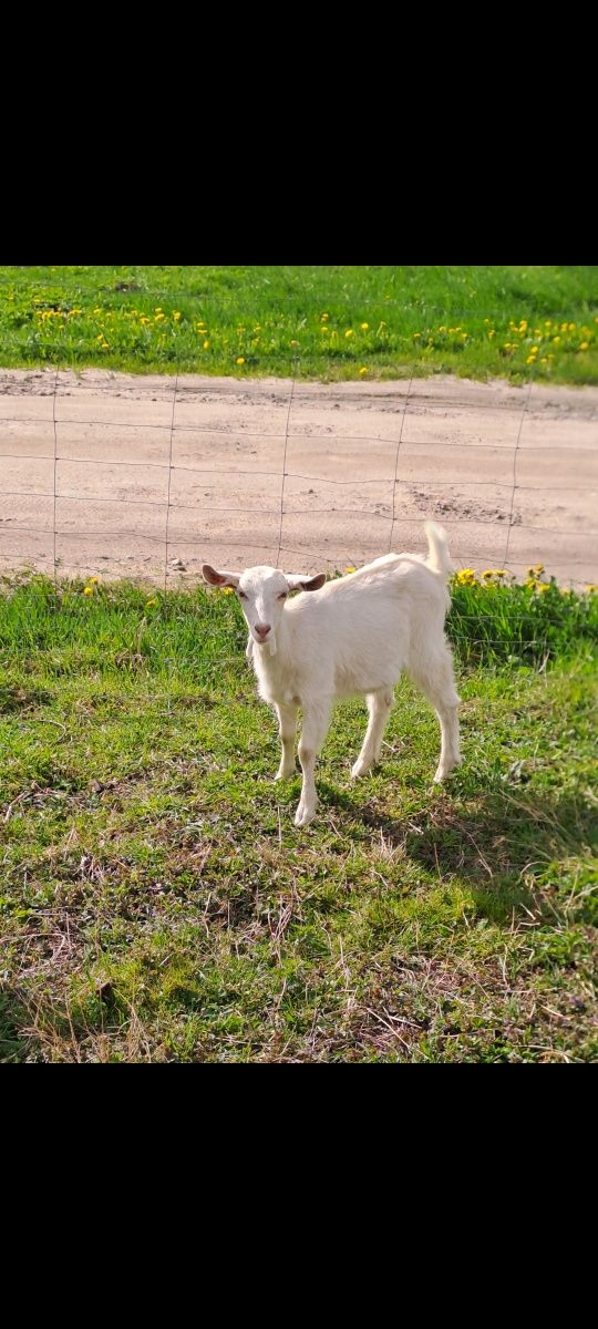 Koza młoda 4-miesięczna, kózka