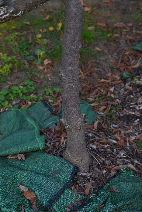 Kasztanowiec Biały (Aesculus Hippocastanum) 150-200 cm, donica