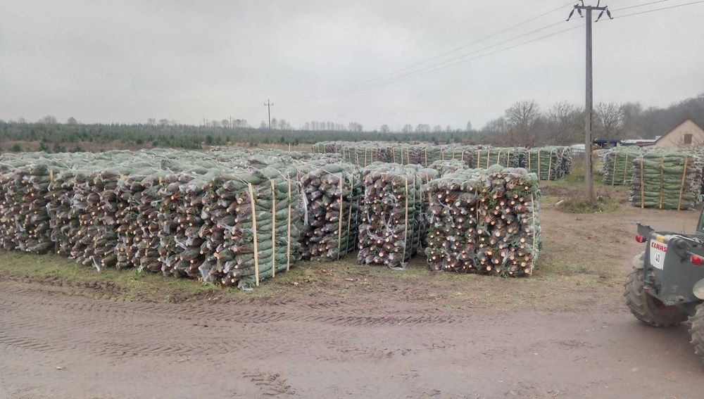 JODŁA KAUKASKA cięta choinki 200-250 cm duże ilości - transport