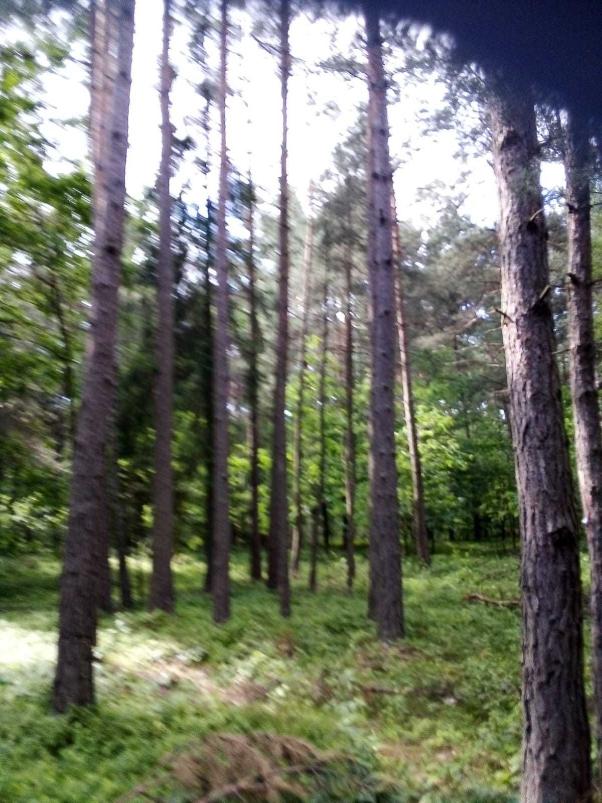 Las mieszany o powierzchni 1.71 ha w Pradłach woj Śląskie