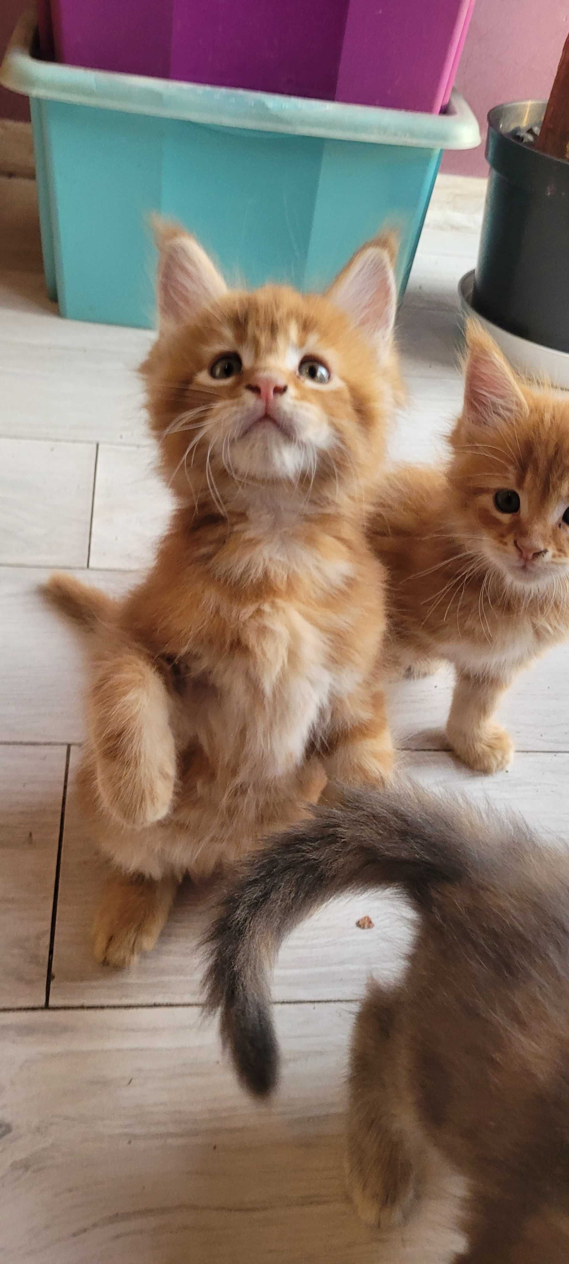 Sprzedam kocurka Maine Coon z legalnej hodowli