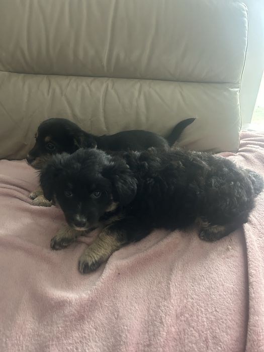 oddam pieski za darmo