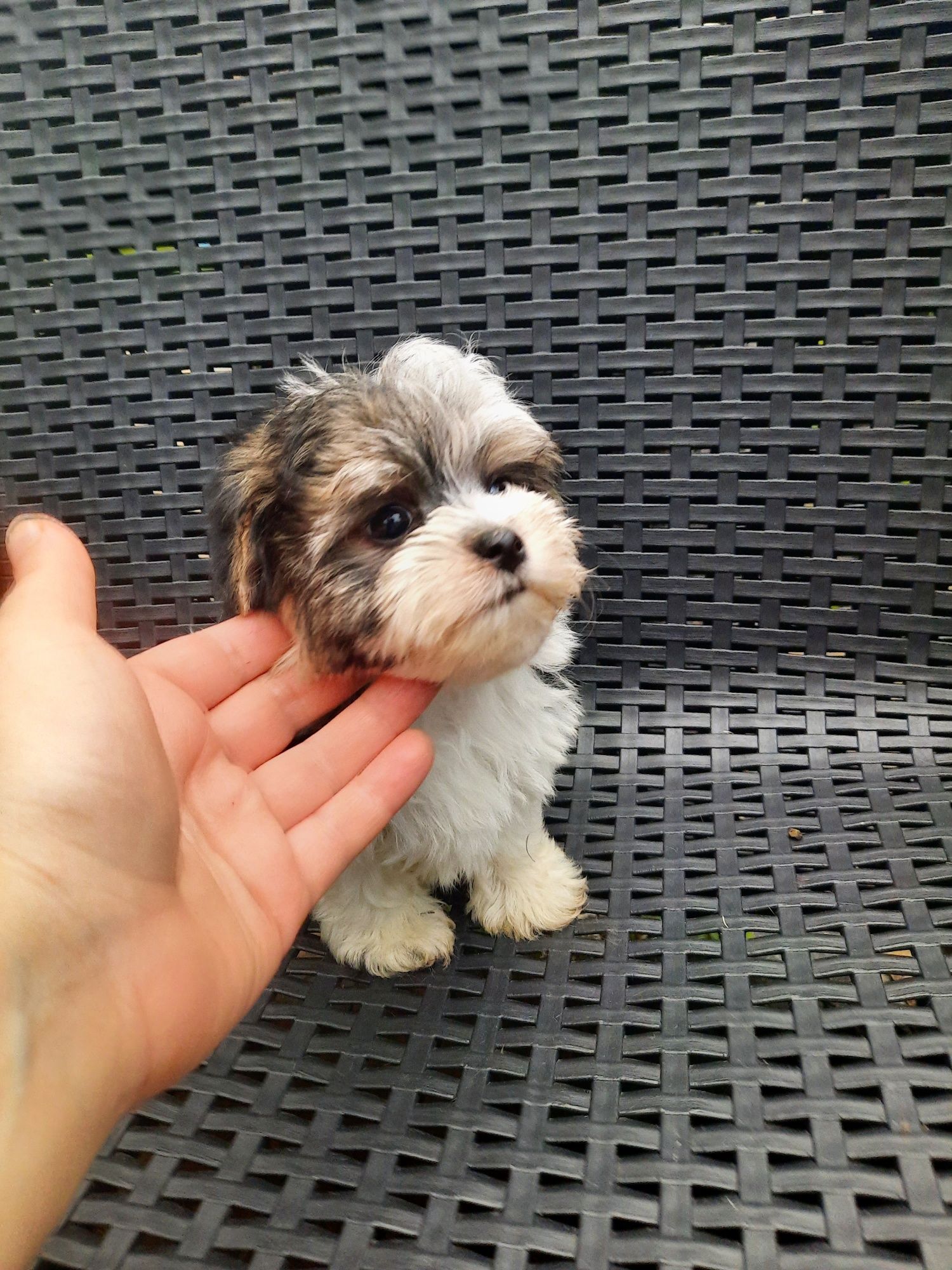Yorkshire Terrier Biewer samiec miniaturowy