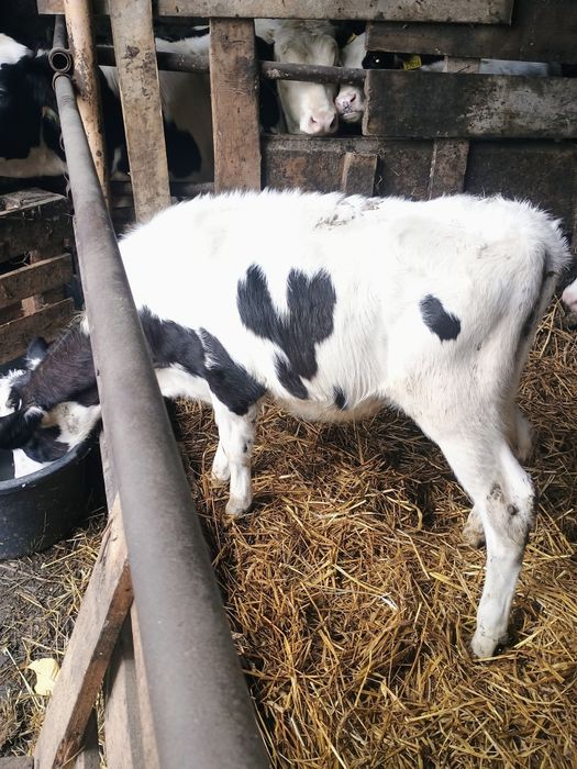 Sprzedam byczka i jałówkę odsatki