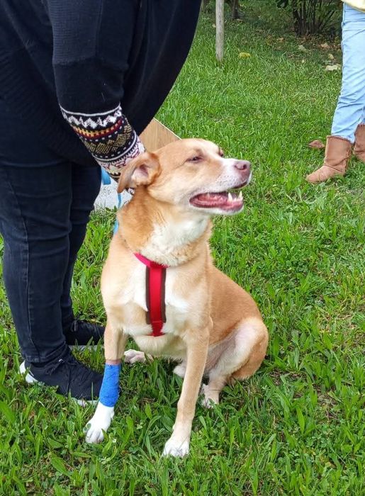 Macho para adopção responsável