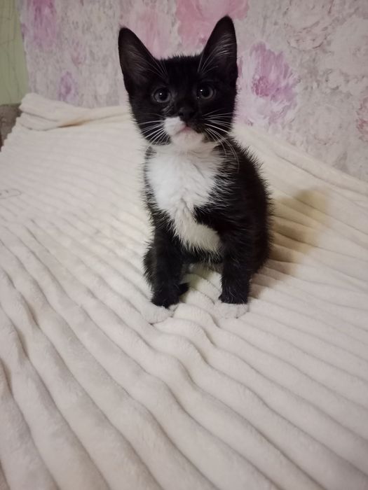 Найкращі кошенята