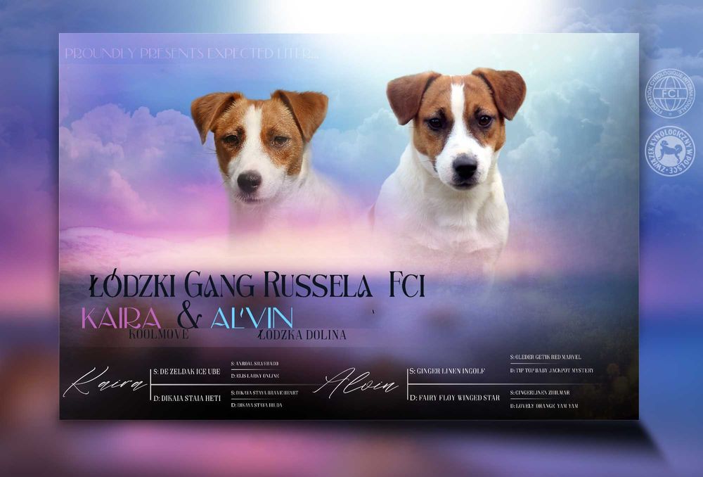ZAPOWIEDŹ Jack Russell Terrier ZKwP FCI- PIESEK /badania genetyczne