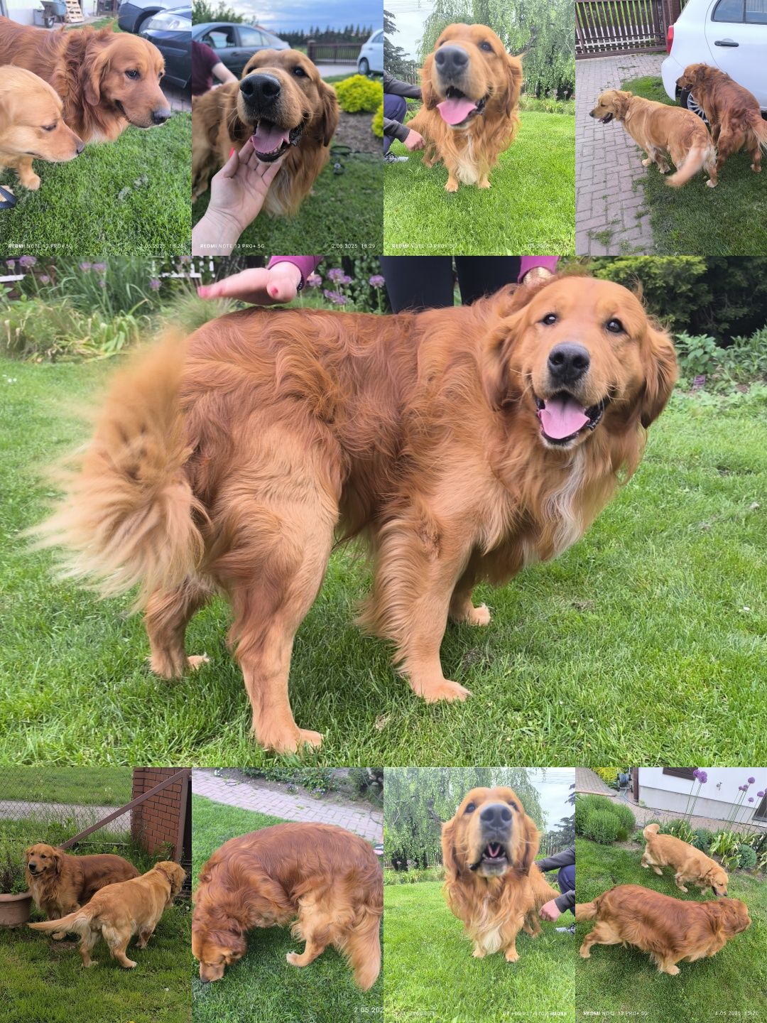 Złoty Chłopczyk Golden Retriever