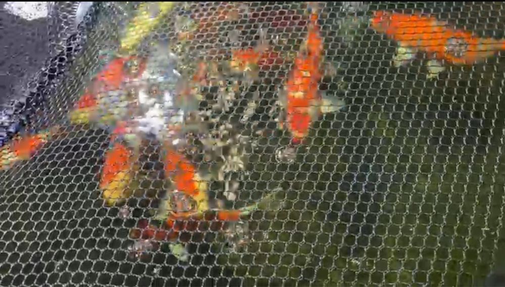 Karp Koi - selekt Japonia