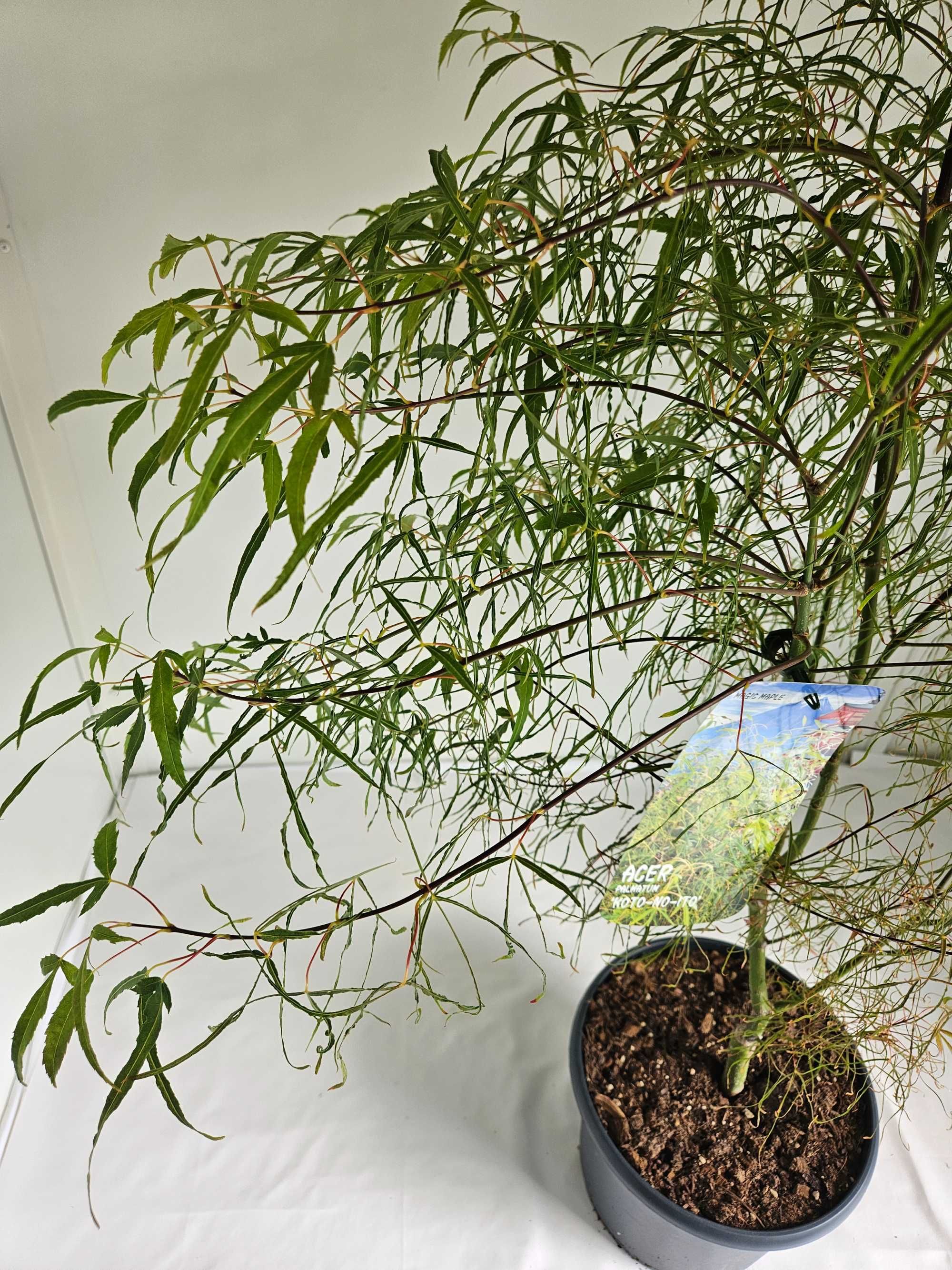 Bonsai – Klon japoński palmowy 'Koto no ito' (Acer palmatum)