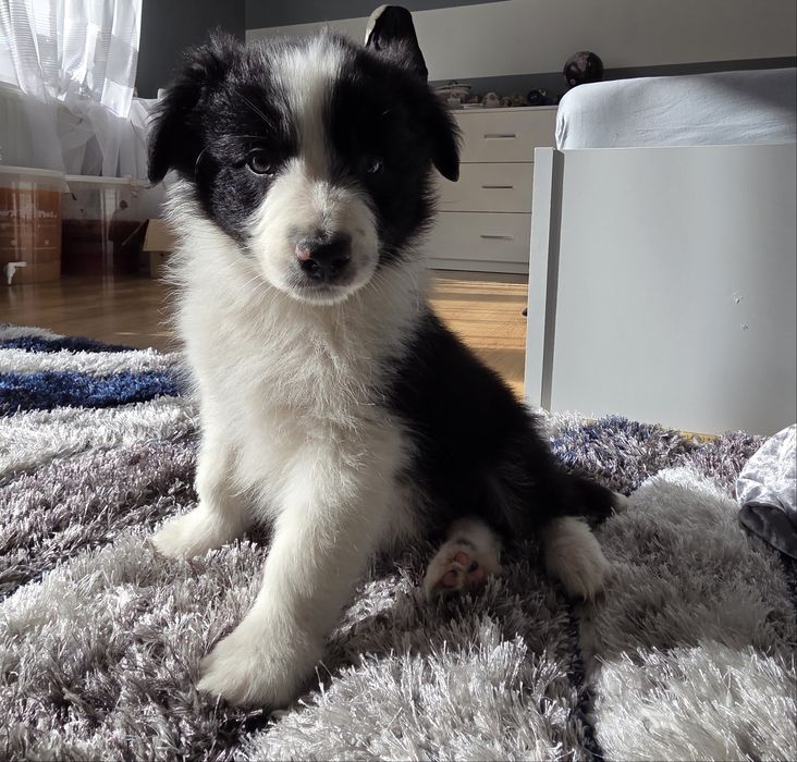 Border Collie – szczeniak BlueSky Collies (rodowód)