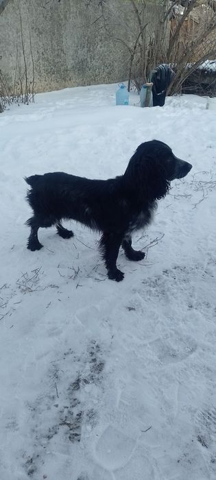 Вязка русский спаниель.