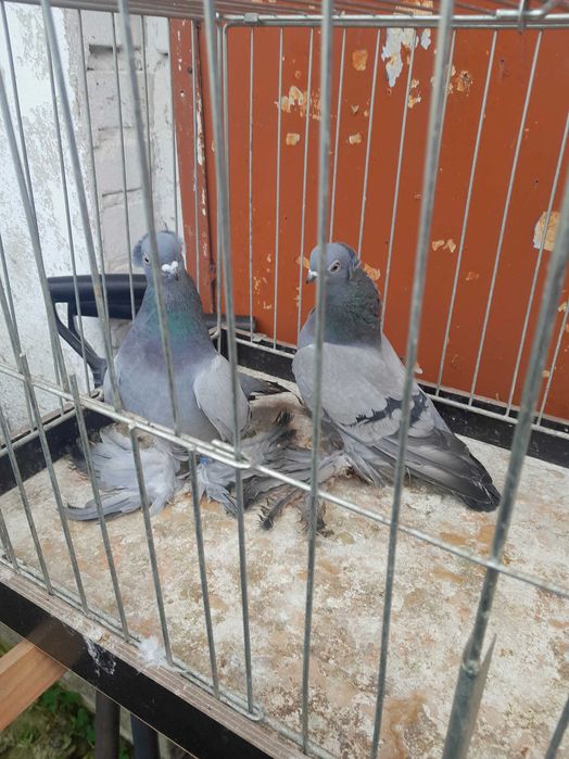 Wywrotki wschodniopruskie gołębie ozdobne