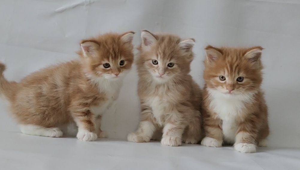 Сумы. Купить котенка Мейн Кун.