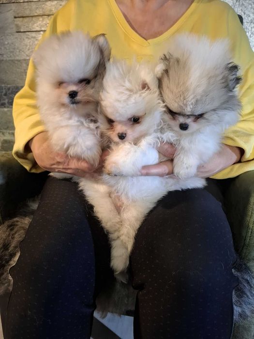 Szpic miniaturowy pomeranian