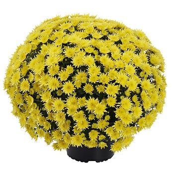 Sadzonka chryzantema wszystkich świętych 2szt