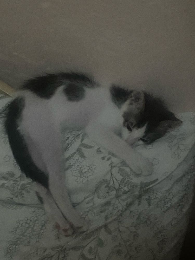 Кошеня шукає дім