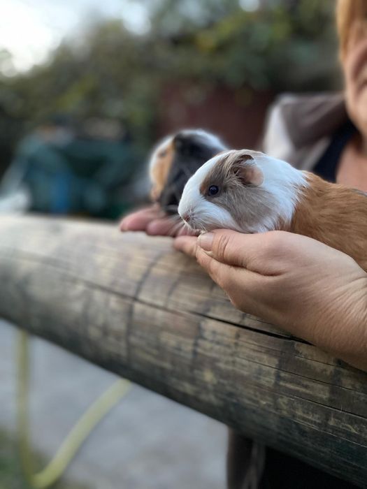 Świnki morskie rozetkowe piękne i zdrowe szukają wspaniałych właścicie