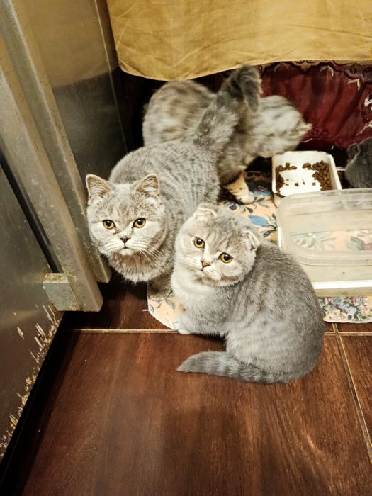 Котята британці-шотландці