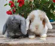 KIT Coelhos anões orelhudos, mini lop adoráveis e super inteligentes