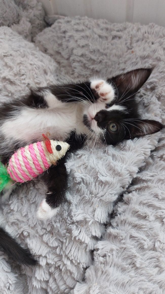 Кошеня, маленьке кошегя, котята, кішечка, киця у добрі руки