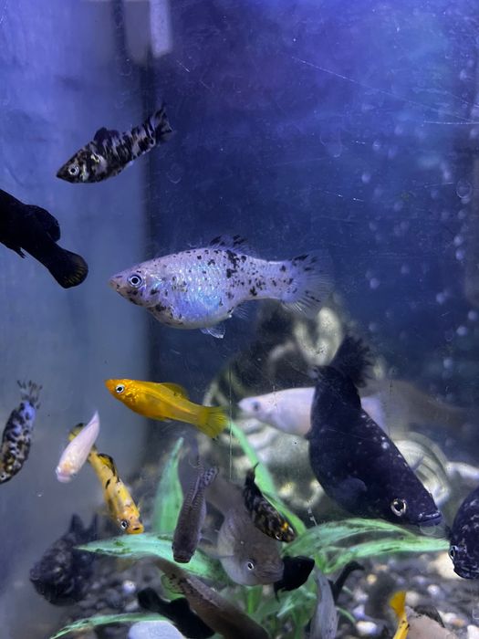 (Já estão todos prometidos) Peixes molly/platy