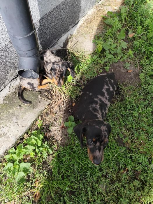 Jamnik krótkowłosy merle