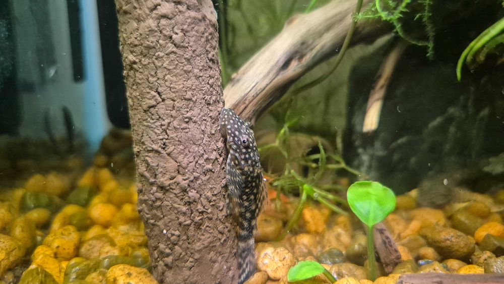 sprzedam glonojady  3 pln (2-2,5 cm)